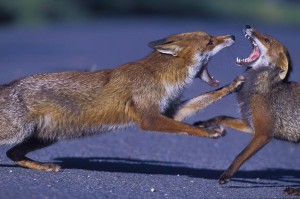 Urban foxes fight, London, UK...