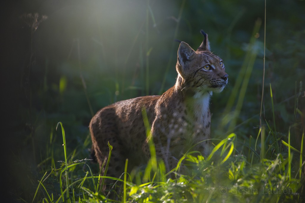 Lynx In The Summer Light… ‹ Laurent Geslin