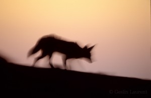 Black backed jackal (Canis mesomelas) walking at dusk on the Skeleton cost.